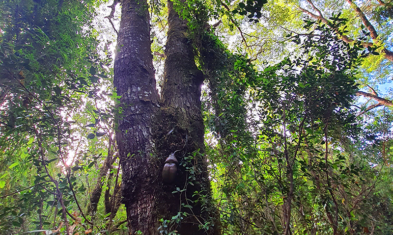 sendero arboles