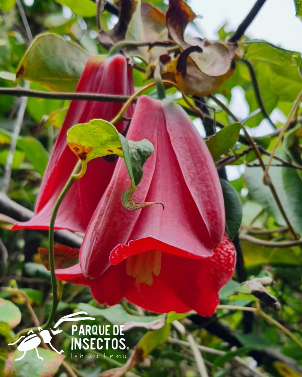 Flor de copihue en el bosque