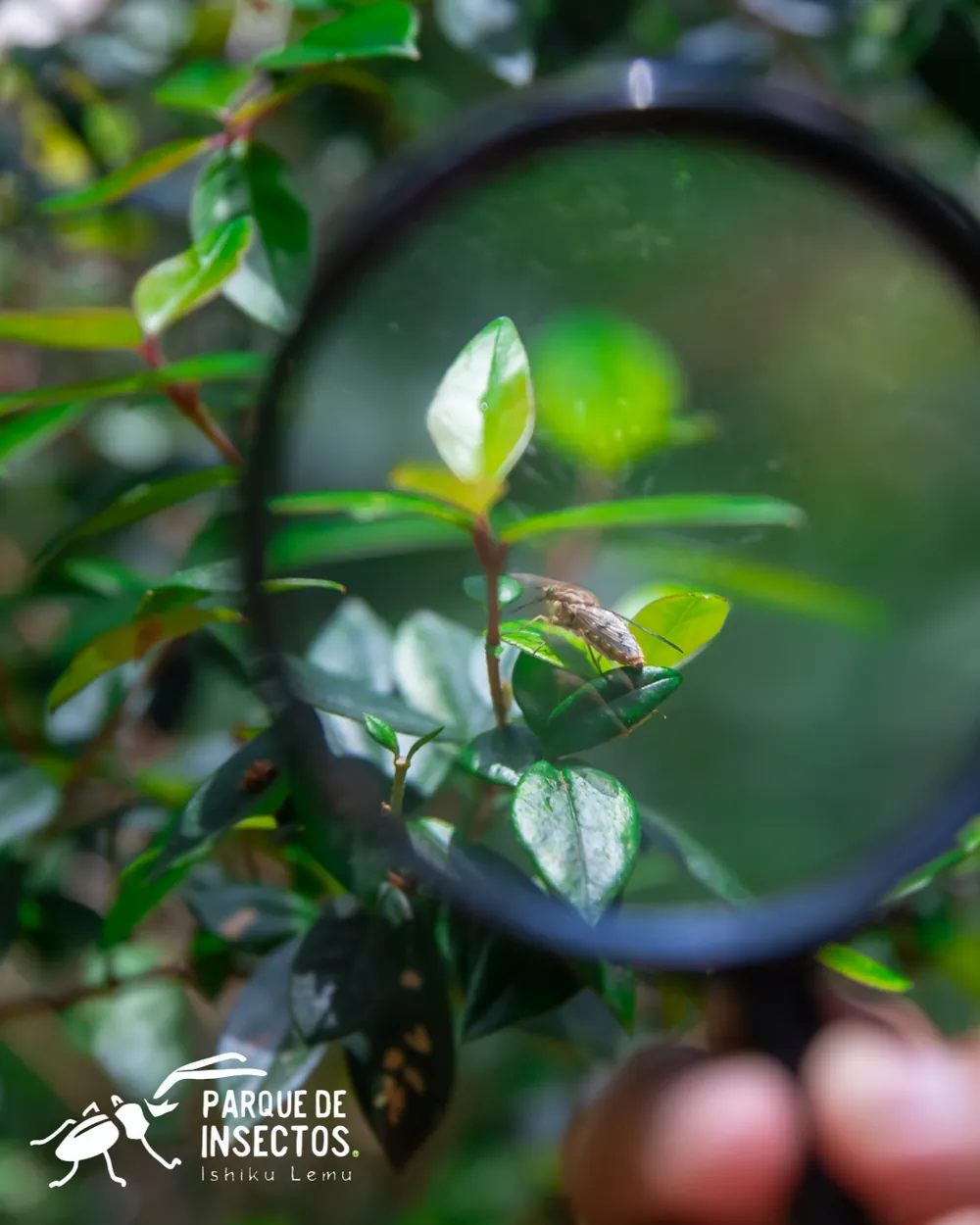 Lupa sobre las hojas del sotobosque