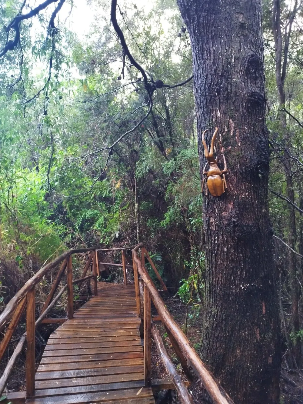 Pasarela de madera que se interna en el bosque nativo