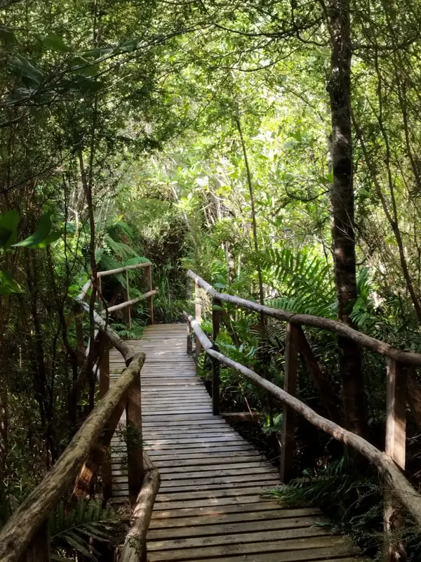 Pasarela de madera plana entre la vegetación del bosque