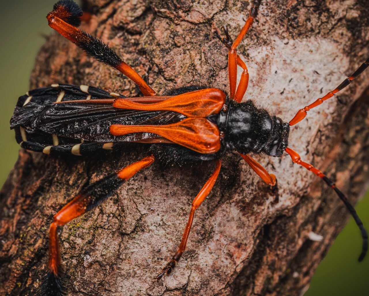 Sierra Piernuda