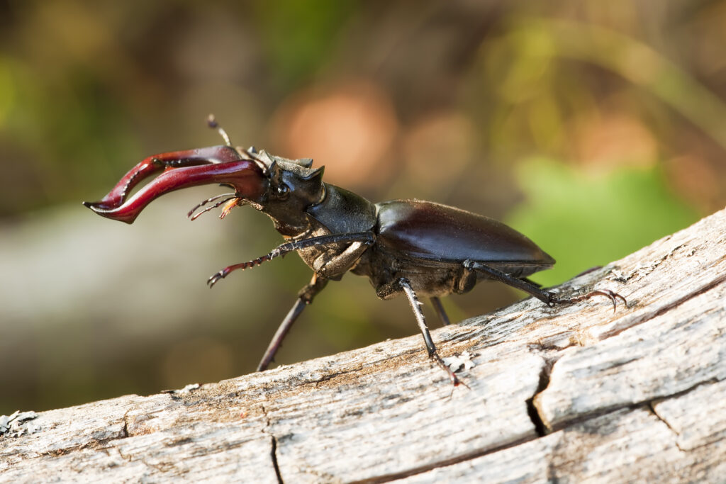 Ciervo Volante - Chiasognathus grantii