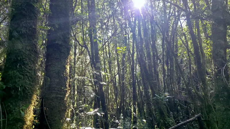 Troncos cubiertos de musgo en el hualve, con luz entre los árboles