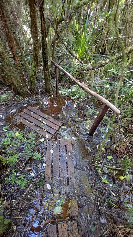 Pasarela de tablas sobre el suelo mojado del sendero, con charcos
