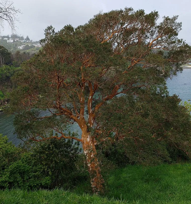 Arrayán (Luma apiculata)