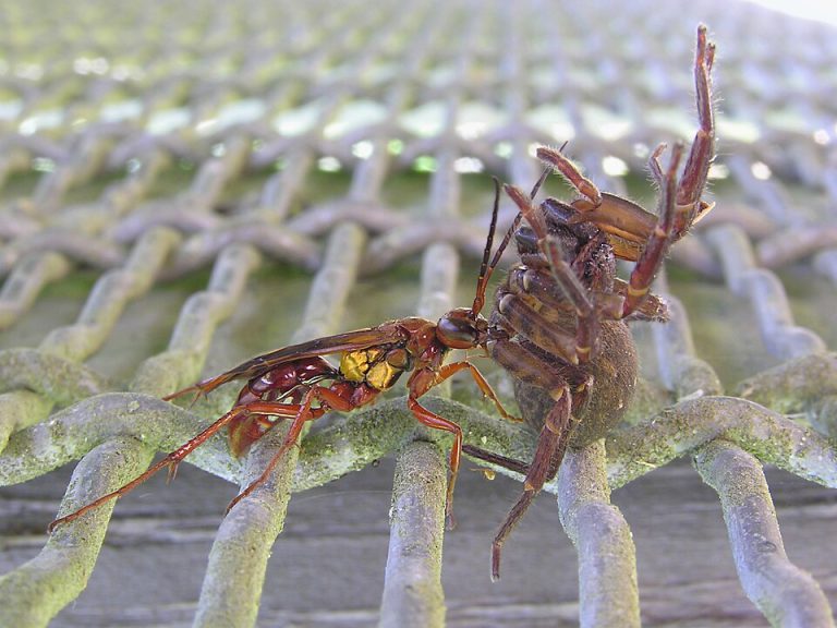 Avispa de oro (Sphictostethus gravesii)