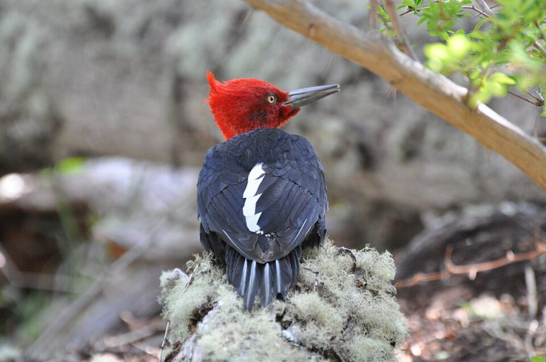 Carpintero Negro (Campephilus magellanicus)