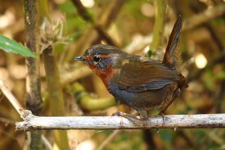 Chucao (Scelorchilus rubecula)