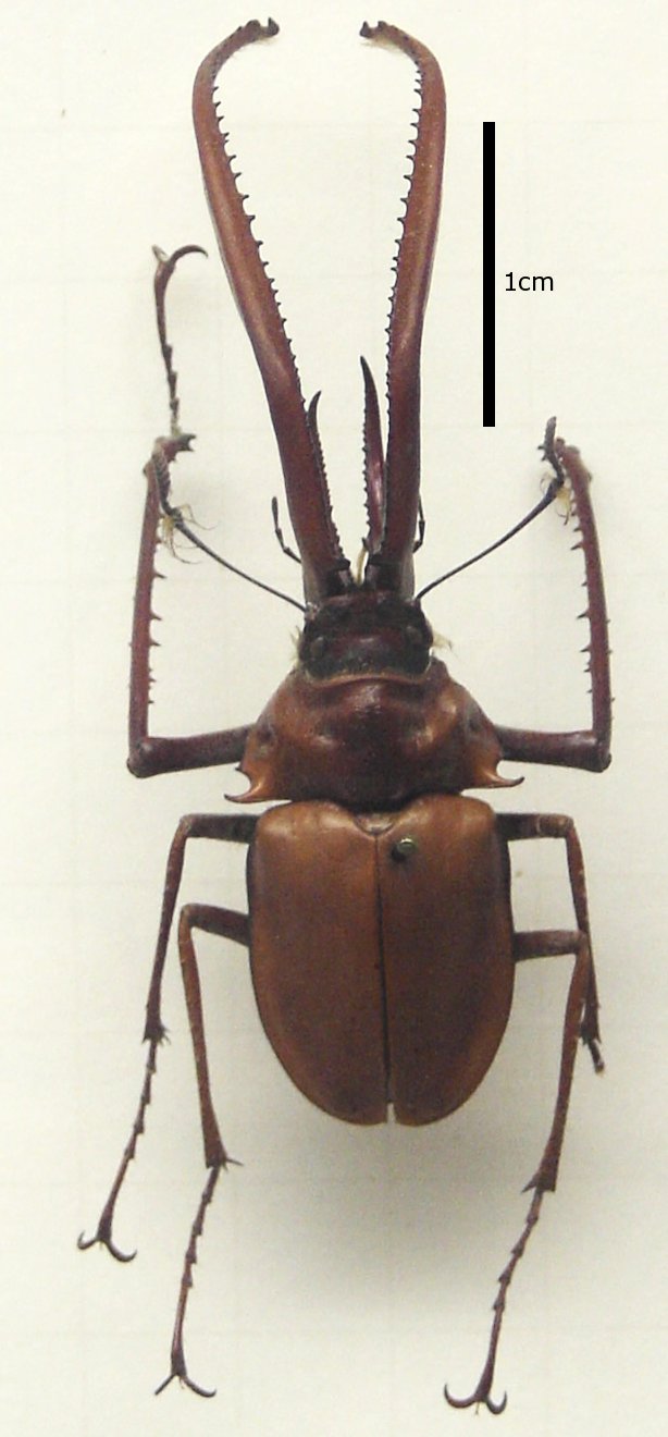 Ciervo Volante (Chiasognathus grantii)