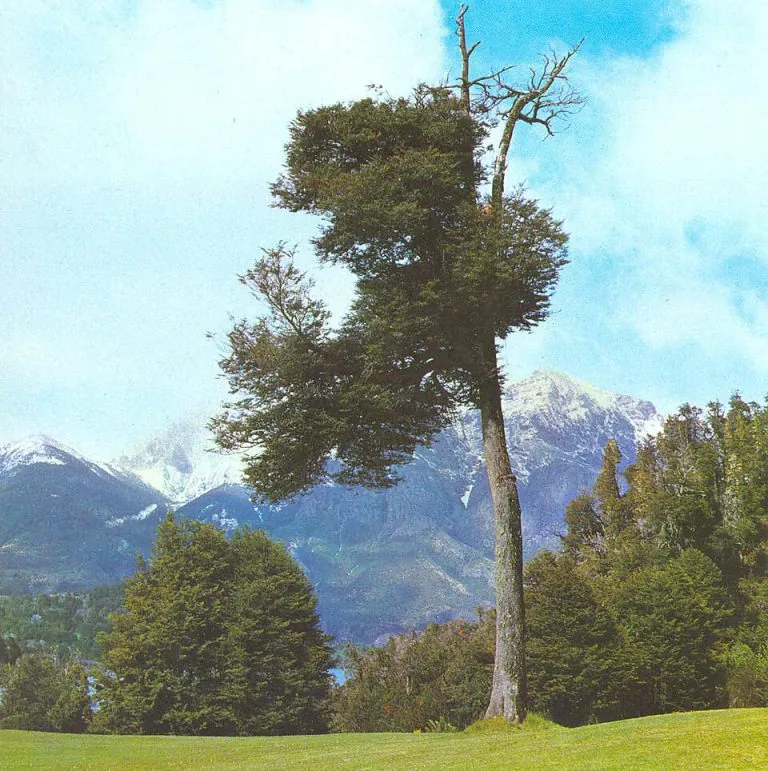 Coigüe (Nothofagus dombeyi)