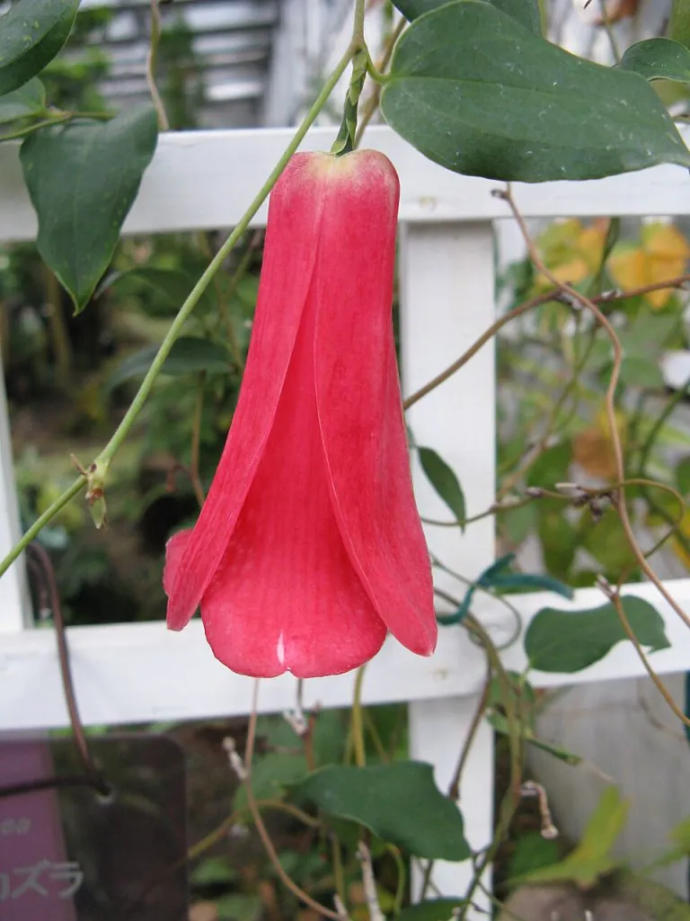 Copihue (Lapageria rosea)