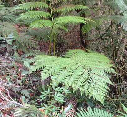 Helecho Ampe (Lophosoria quadripinnata)