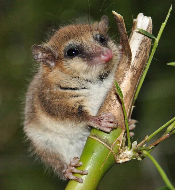 Monito del Monte (Dromiciops gliroides)