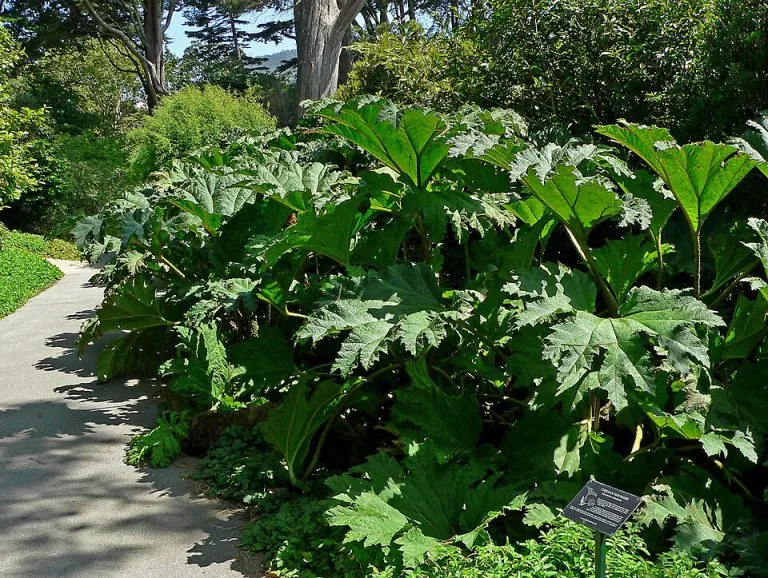 Nalca (Gunnera tinctoria)