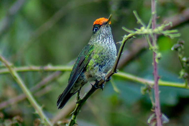 Picaflor Chico (Sephanoides sephaniodes)