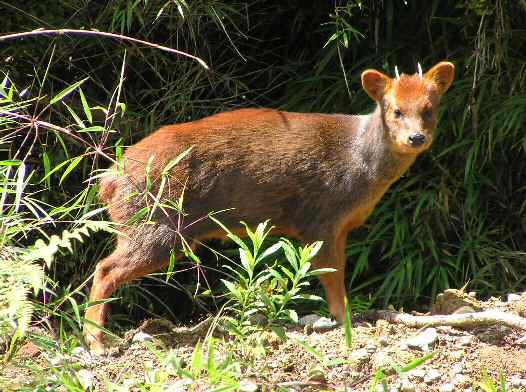Pudú (Pudu puda)