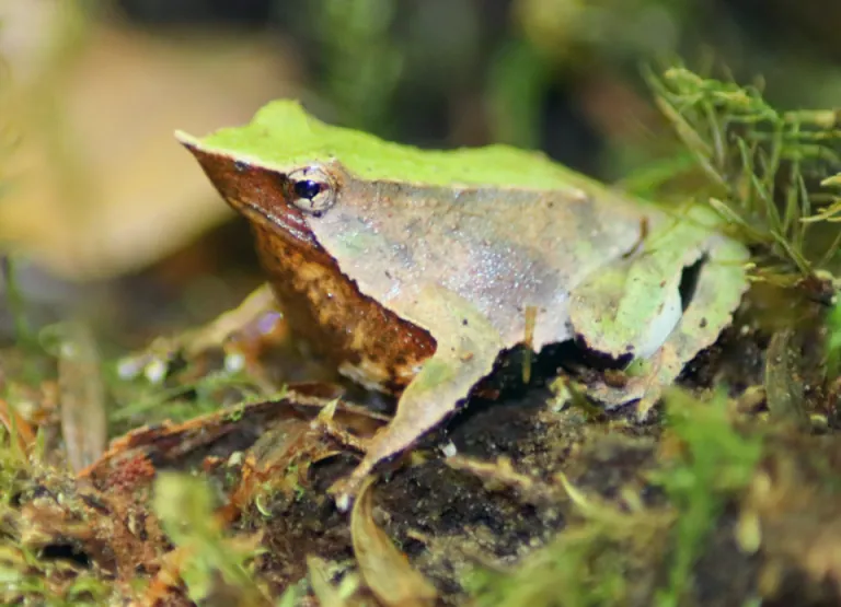Ranita de Darwin (Rhinoderma darwinii)
