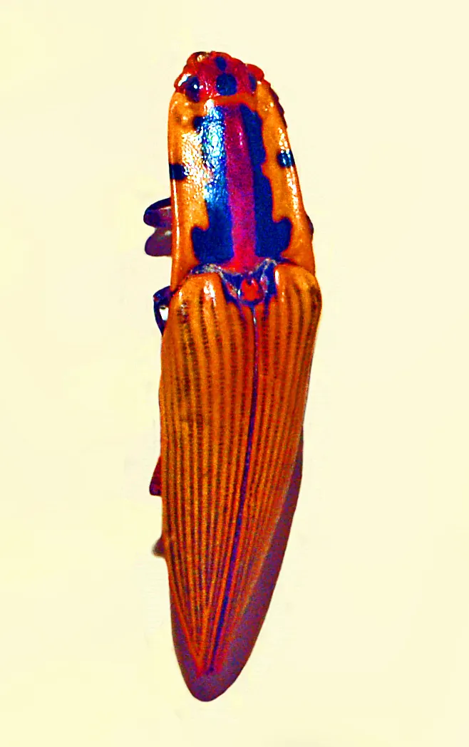 Saltapericos (Semiotus sp.)