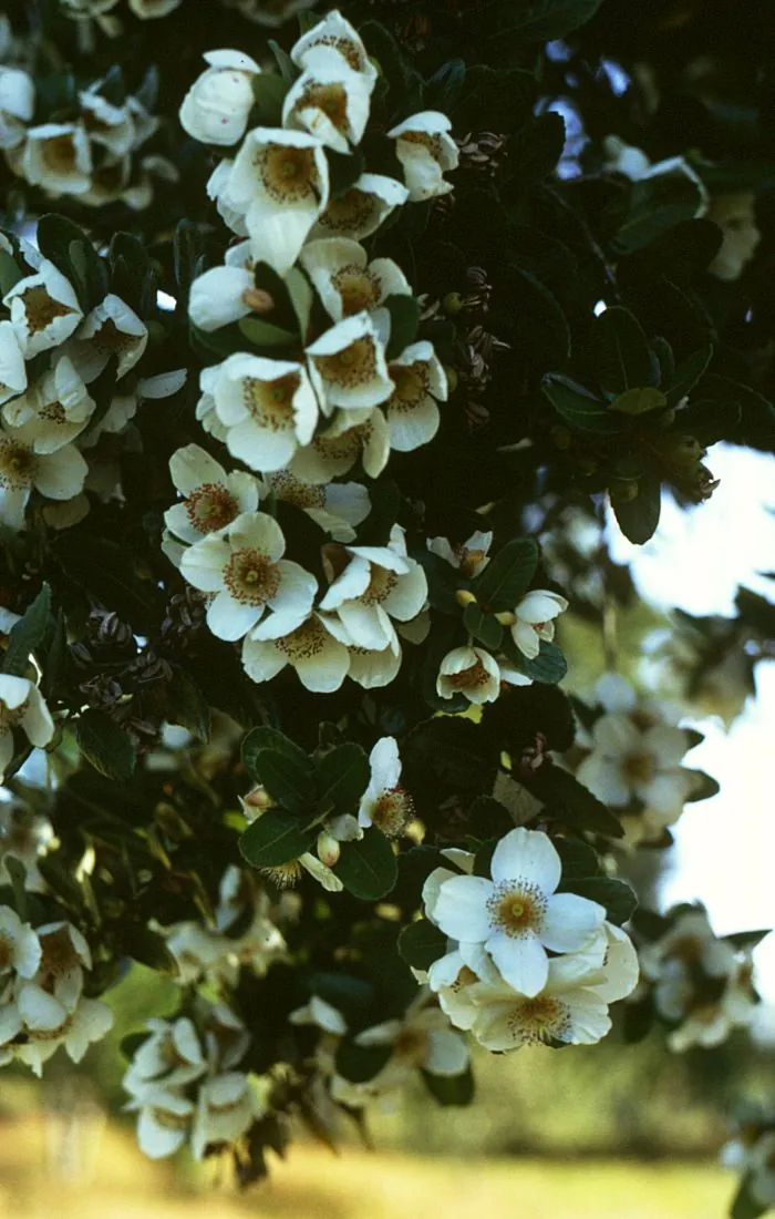 Ulmo (Eucryphia cordifolia)